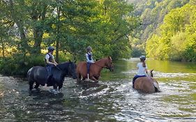Muehle In Der Pferdewelt Reichenau